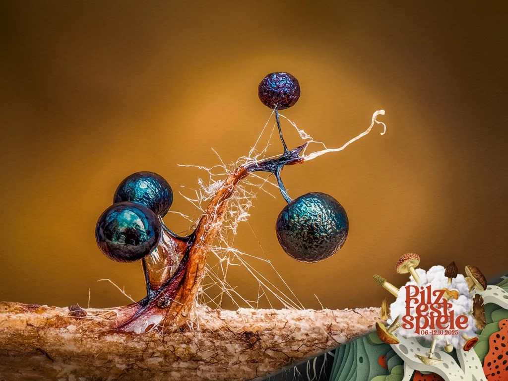 Pilzfestspiele: A walk in the woods to discover and identify Slime moulds